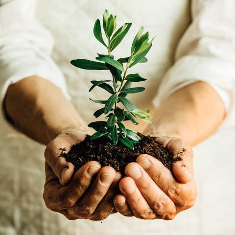Place and order - Plant a Tree! - ExtremeMeters.com